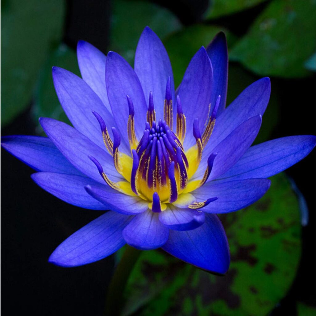 The traditional name for Brisbane, Australia is Meeanjin. It was given by the Turrbal people and means “the place of the blue water lily”.